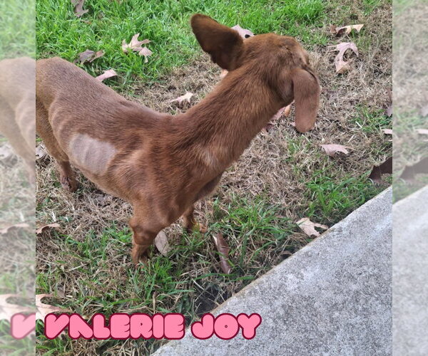 Medium Photo #19 Chiweenie Puppy For Sale in San Antonio, TX, USA