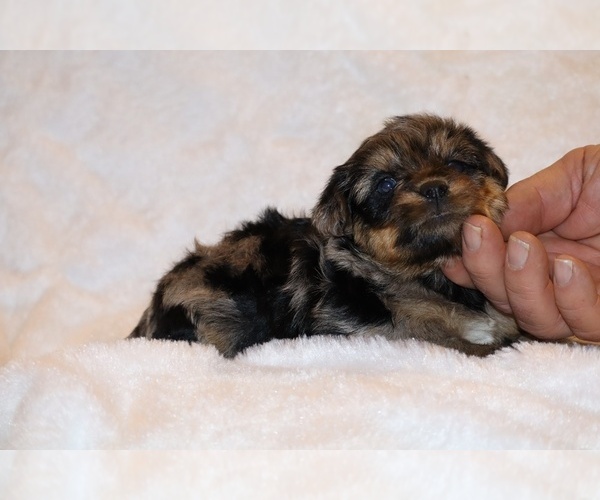 Medium Photo #14 Poodle (Toy)-YorkiePoo Mix Puppy For Sale in DYERSBURG, TN, USA