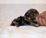 Small #13 Poodle (Toy)-YorkiePoo Mix