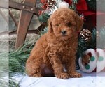 Small Photo #1 Poodle (Miniature) Puppy For Sale in MILLERSBURG, PA, USA