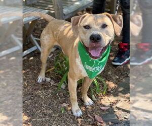 American Pit Bull Terrier Dogs for adoption in Warrenton, VA, USA