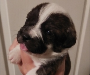 French Bulldog-Poodle (Toy) Mix Puppy for sale in NEW WAVERLY, TX, USA