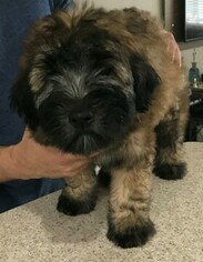 Soft Coated Wheaten Terrier Puppy for sale in KISSIMMEE, FL, USA
