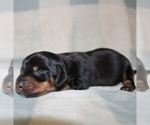 Dachshund Puppy for sale in BLMGTN, IN, USA