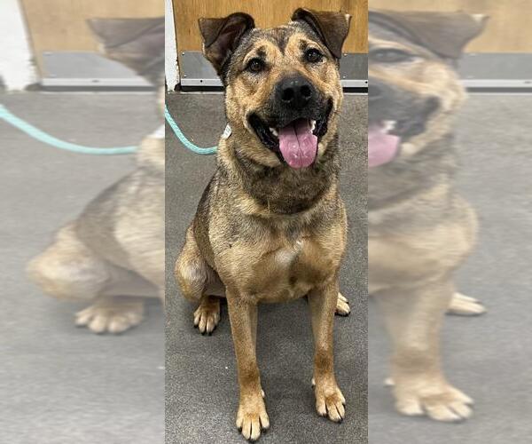 Medium Photo #1 German Shepherd Dog-Unknown Mix Puppy For Sale in Forestville, MD, USA