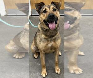 German Shepherd Dog-Unknown Mix Dogs for adoption in Forestville, MD, USA