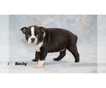 Small Photo #9 Boston Terrier Puppy For Sale in CLARE, MI, USA