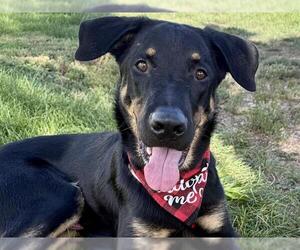 Shepweiller Dogs for adoption in Pueblo, CO, USA