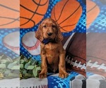 Small Photo #2 Irish Setter Puppy For Sale in BIRD IN HAND, PA, USA