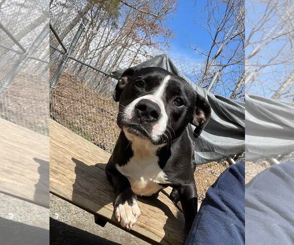Medium Photo #12 Border Collie-Unknown Mix Puppy For Sale in Spotsylvania, VA, USA
