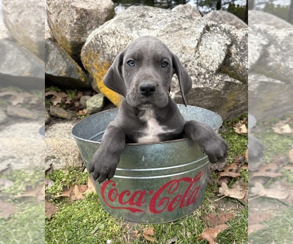 Medium Photo #1 Great Dane Puppy For Sale in MIDDLEBURY, IN, USA