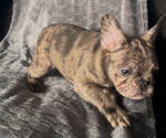 Small #9 French Bulldog