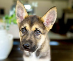 Puppy Green Boy German Shepherd Dog-Siberian Husky Mix