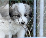 Puppy Red Collar Great Pyrenees