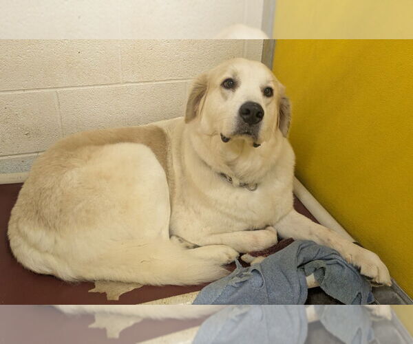 Medium Photo #9 Great Pyrenees Puppy For Sale in Richmond, IN, USA