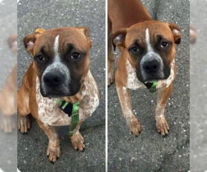 Boxer-Unknown Mix Dogs for adoption in Tracy, CA, USA