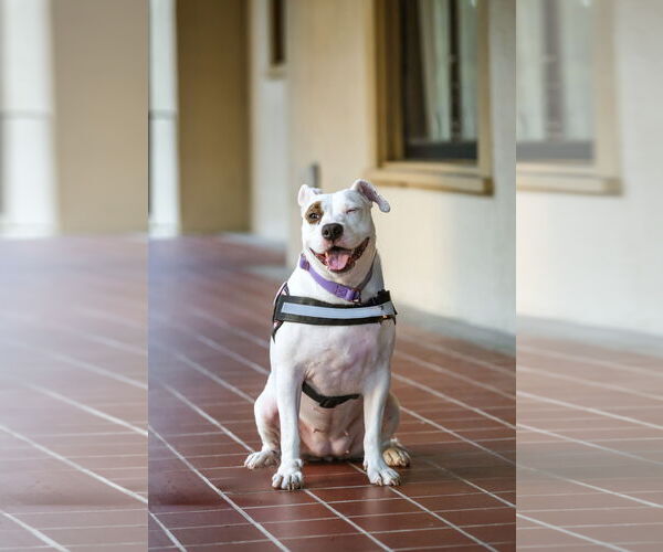 Medium Photo #1 Mutt Puppy For Sale in  Gainesville, FL, USA