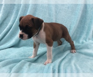 Boxer Puppy for Sale in TAFT, Tennessee USA