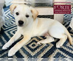 Small #2 Labrador Retriever Mix