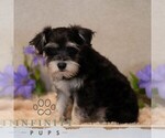 Small #1 Schnauzer (Miniature)