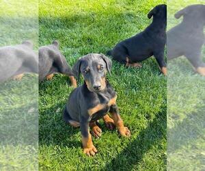 Doberman Pinscher Puppy for sale in TEMECULA, CA, USA
