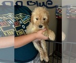 Puppy Chloe English Cream Golden Retriever-Goldendoodle Mix