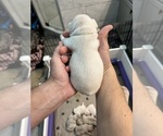 Small Photo #7 French Bulldog Puppy For Sale in MONROE, GA, USA