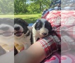 Small #1 Border Collie