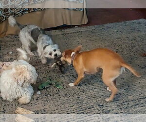 GYPSY - Female Chihuahua-Unknown Mix Dog for Adoption - Photo #6