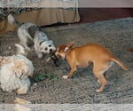 Small Photo #6 Chihuahua-Unknown Mix Puppy For Sale in Westmont, IL, USA