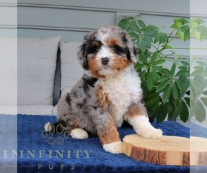 Bernedoodle (Miniature) Puppy for sale in NARVON, PA, USA