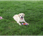Small #4 Labrador Retriever