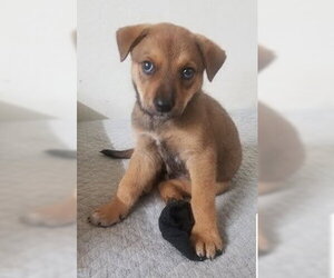 Mutt Dogs for adoption in Winter Park, CO, USA