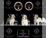 Small Photo #28 Goldendoodle (Miniature) Puppy For Sale in WARSAW, IN, USA
