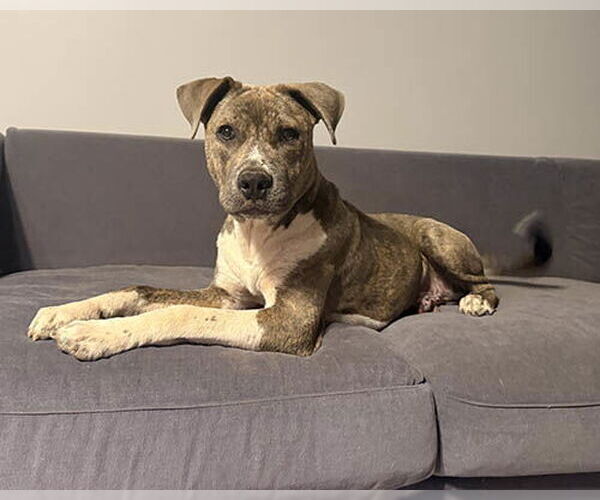 Medium Photo #3 Retriever -Unknown Mix Puppy For Sale in Lake Wylie, SC, USA