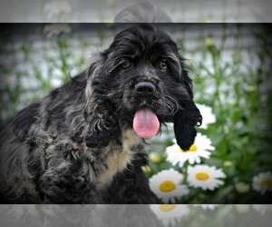 Medium Cocker Spaniel