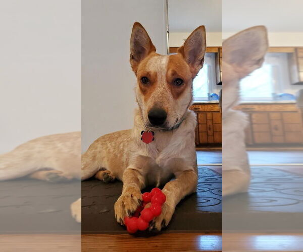 Medium Photo #7 Mutt Puppy For Sale in Brewster, NY, USA