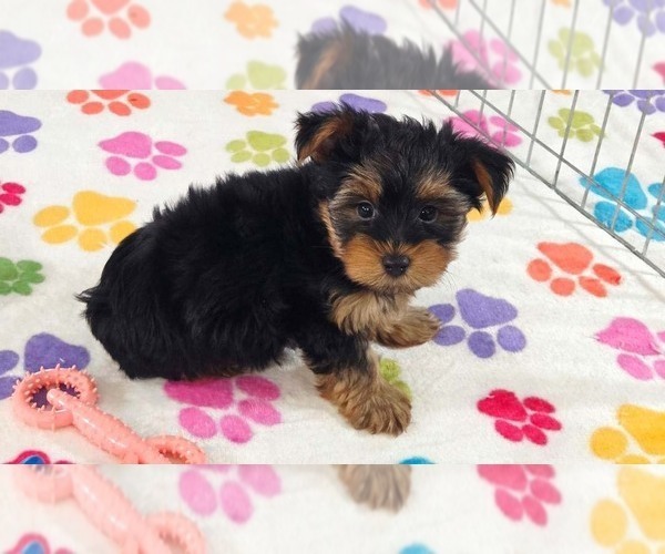 Medium Photo #4 Yorkshire Terrier Puppy For Sale in ORO VALLEY, AZ, USA