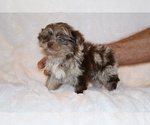 Small #17 ShihPoo