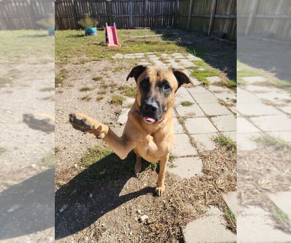 Medium Photo #3 Bloodhound-German Shepherd Dog Mix Puppy For Sale in Evansville, IN, USA