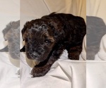 Small Photo #114 Miniature Bernedoodle Puppy For Sale in AUBURNDALE, FL, USA