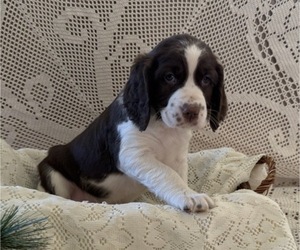 English Springer Spaniel Puppy for sale in OWEN, WI, USA
