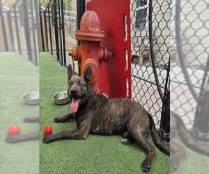 Holland Shepherd-Texas Heeler Mix Dogs for adoption in Norco, CA, USA