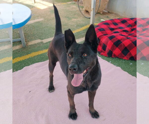 Medium Photo #5 Labrador Retriever Puppy For Sale in Apple Valley, CA, USA