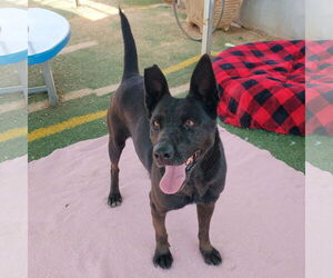 Lindsey - - Female Labrador Retriever Dog for Adoption - Photo #5