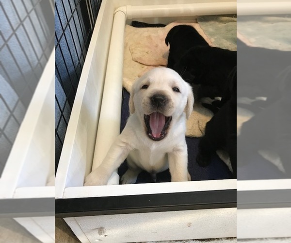 Medium Photo #11 Labrador Retriever Puppy For Sale in KITTRELL, NC, USA