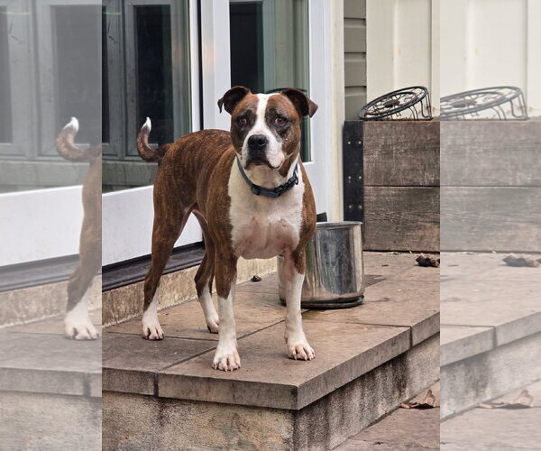 Medium Photo #2 American Pit Bull Terrier-Unknown Mix Puppy For Sale in Germantown, OH, USA