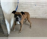 Small #1 Boxer