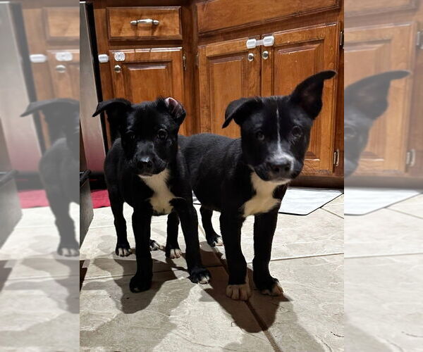 Medium Photo #10 Labrador Retriever-Unknown Mix Puppy For Sale in OKLAHOMA CITY, OK, USA