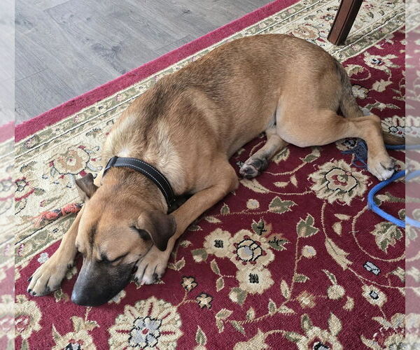 Medium Photo #4 German Shepherd Dog-Unknown Mix Puppy For Sale in Macon, MO, USA